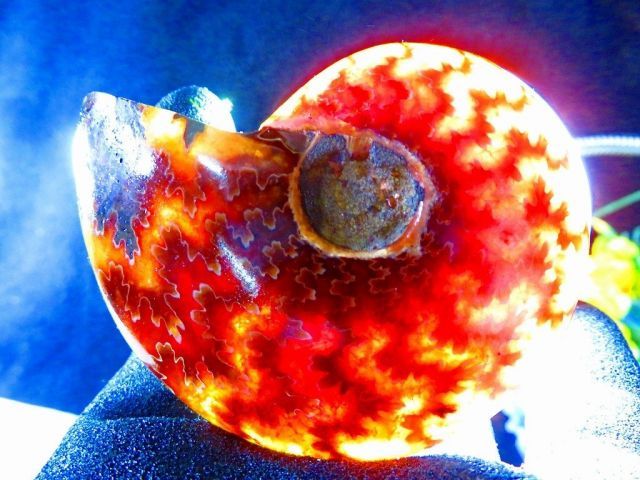 数万個の中の一個☆天然マダガスカル産 注文 ☆ 縫合線オパール