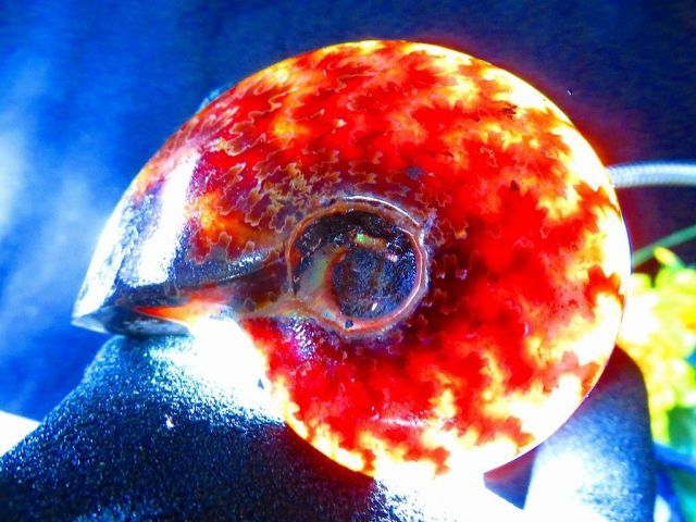 数万個の中の一個☆天然マダガスカル産 ☆ 縫合線オパールアンモナイト