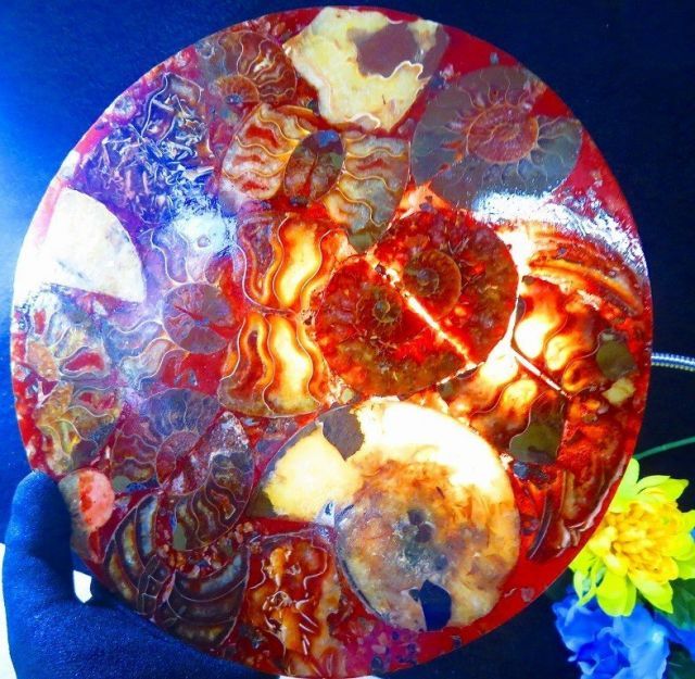 数万個の中の一個☆天然マダガスカル産 ☆ 縫合線オパールアンモナイト