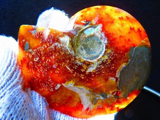 数万個の中の一個☆天然マダガスカル産 ☆ 縫合線オパールアンモナイト