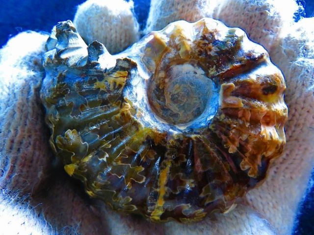 数万個の中の一個☆天然マダガスカル産 ☆ ファッション 縫合線