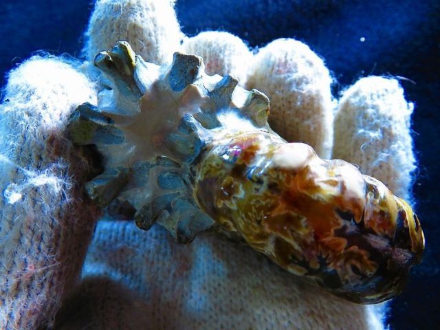 数万個の中の一個☆天然マダガスカル産 ☆ ファッション 縫合線