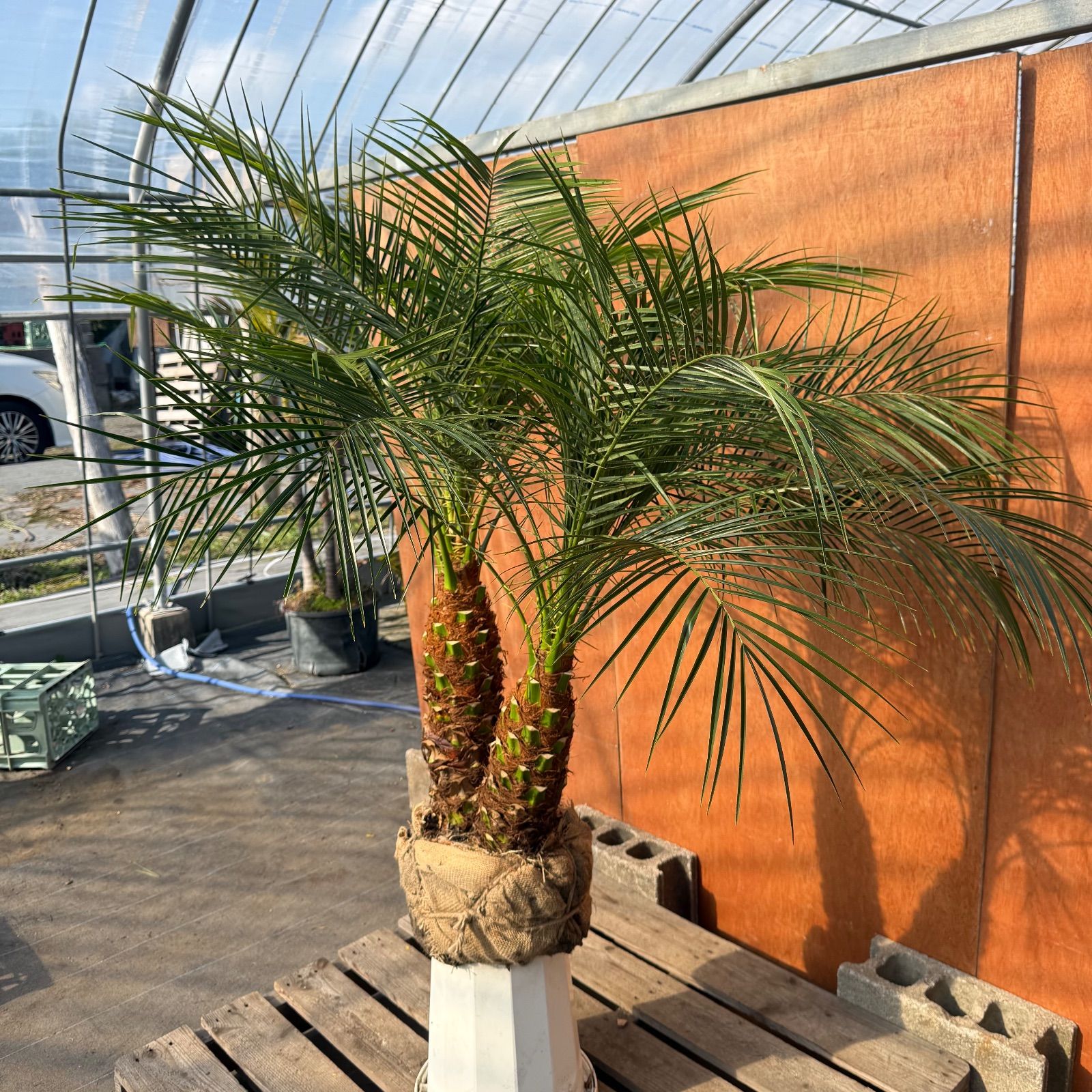 限定株】フェニックス・ロベレニー🌴 2本立ち 希少な極太幹✨ 葉先約