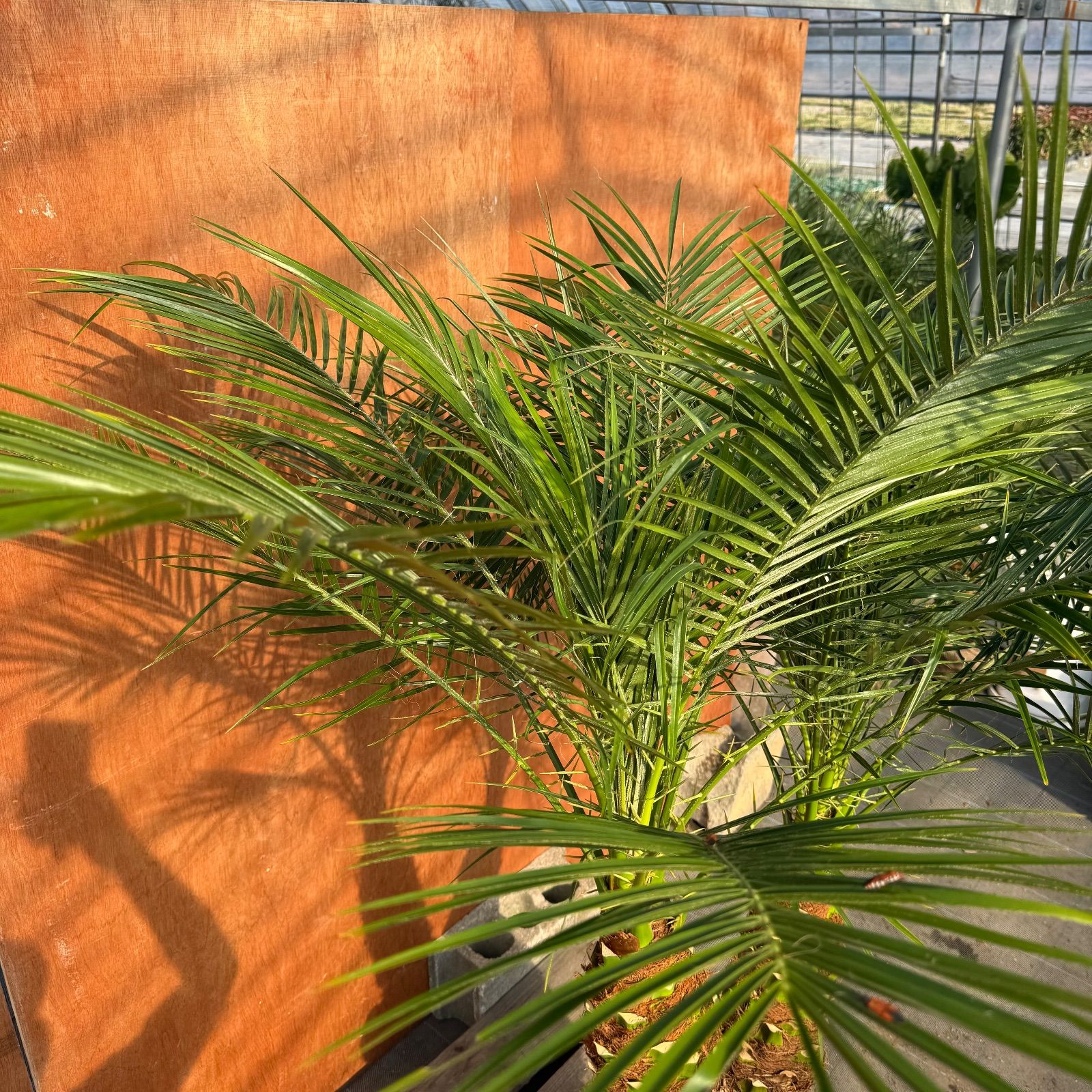 限定株】フェニックス・ロベレニー🌴 2本立ち 希少な極太幹✨ 葉先約