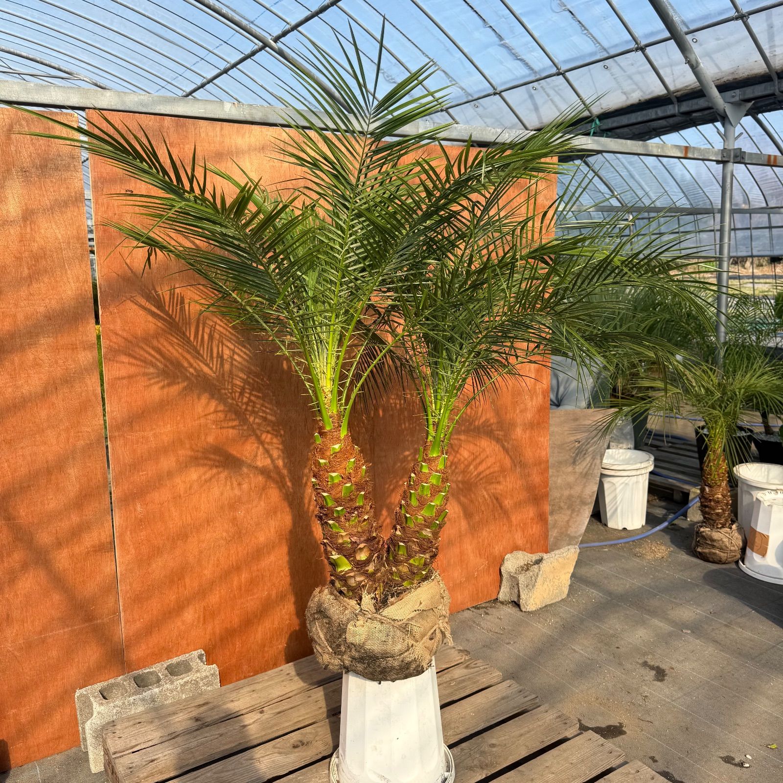 限定株】フェニックス・ロベレニー🌴 2本立ち 希少な極太幹✨ 葉先約