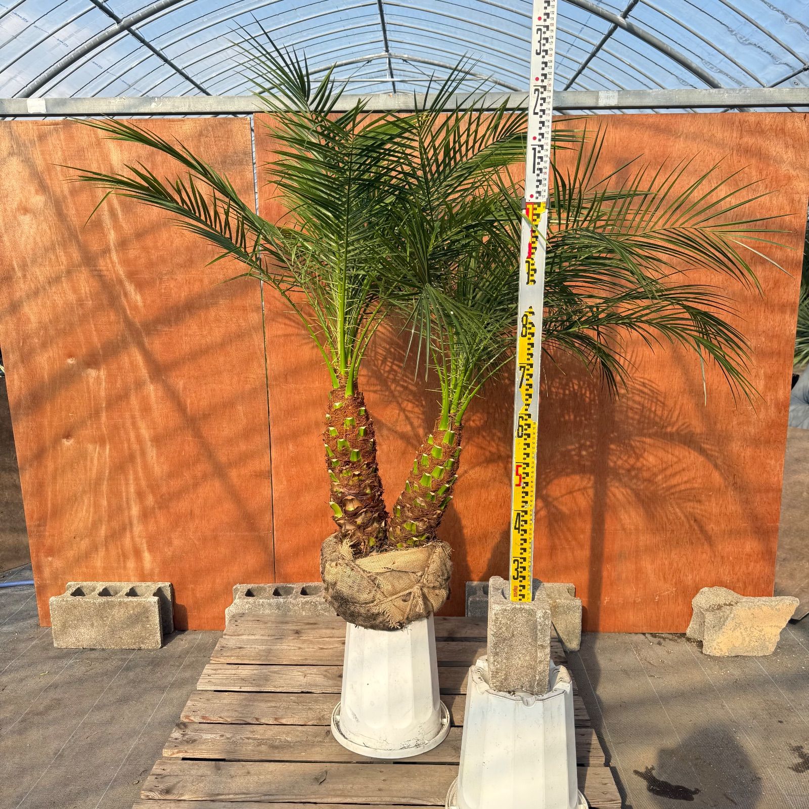 限定株】フェニックス・ロベレニー🌴 2本立ち 希少な極太幹✨ 葉先約