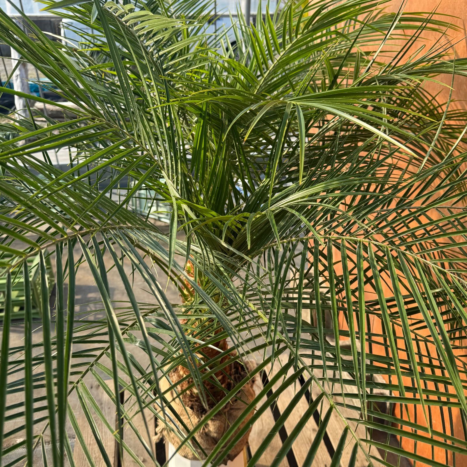 限定株】フェニックス・ロベレニー🌴 2本立ち 希少な極太幹✨ 葉先約