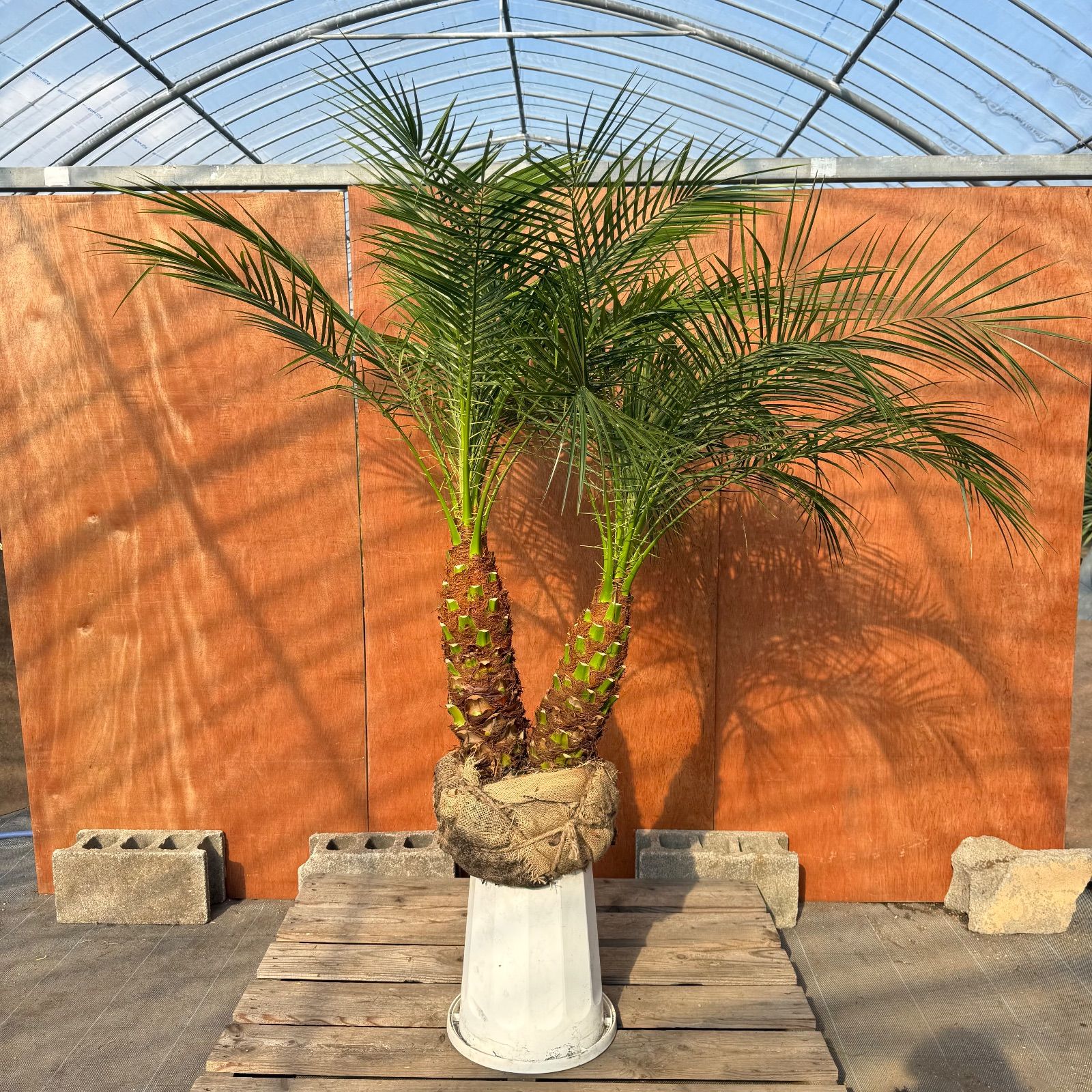 フェニックスロベレニー 楽天市場】フェニックスロベレニー 12号（0908ad:シンノウヤシ）寄せ