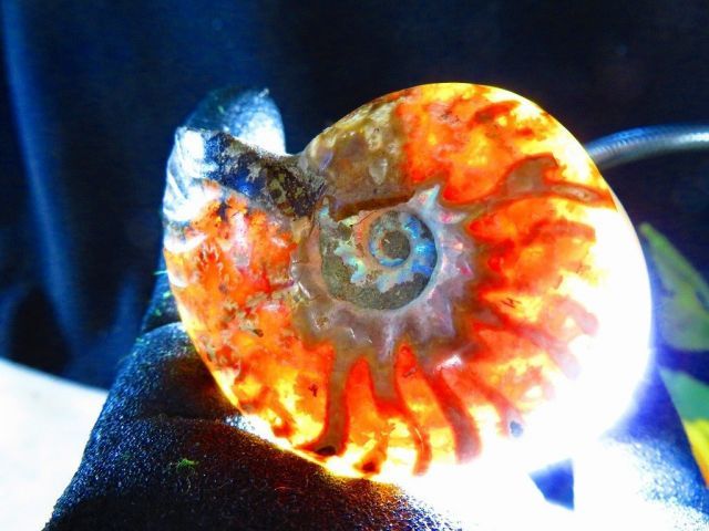 絶品数万個の中の一個☆天然マダガスカル産 ☆ 縫合線オパール 絶品数万個の中の一個☆天然マダガスカル産 ☆ 縫合線オパール