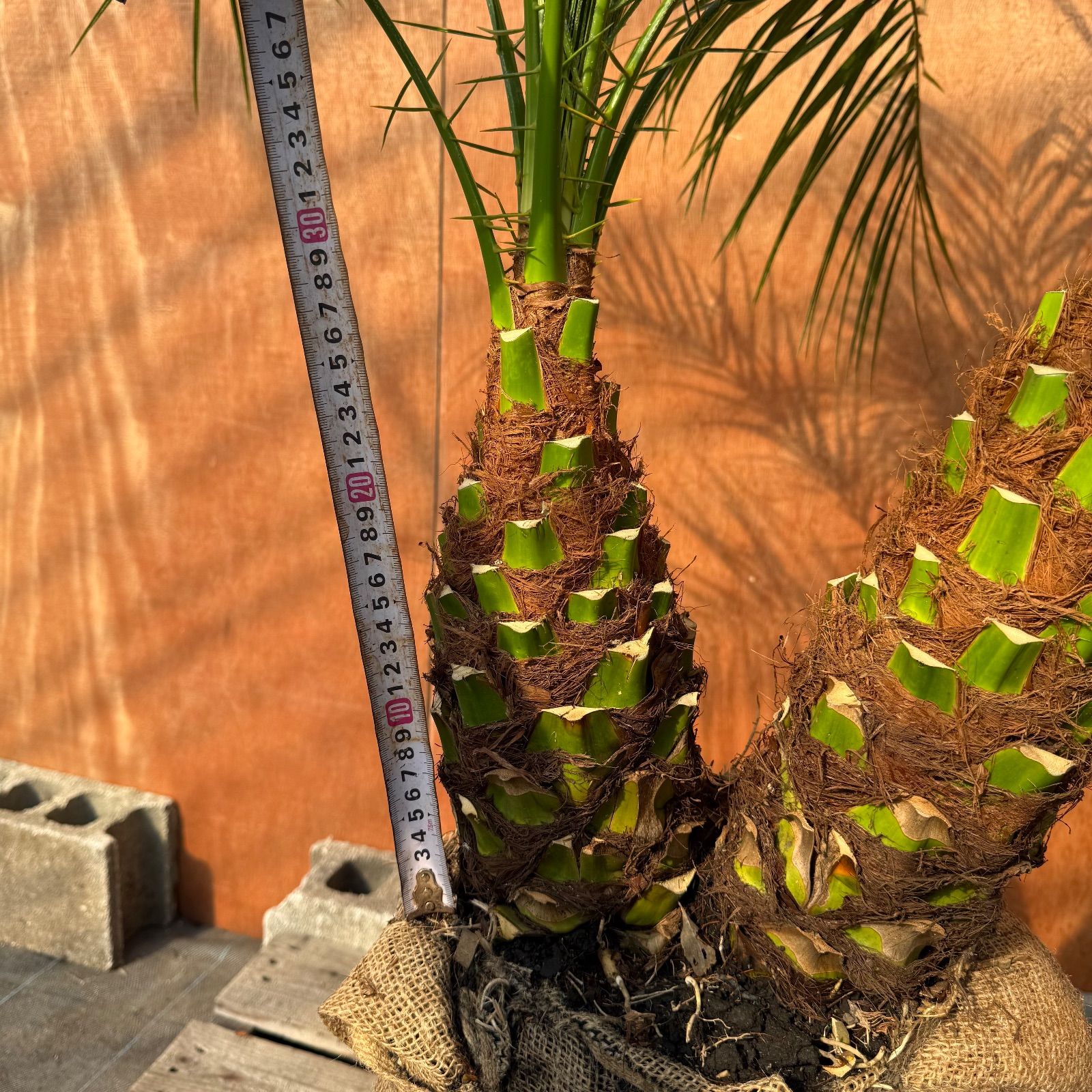 限定株】フェニックス・ロベレニー🌴 2本立ち 希少な極太幹✨ 葉先約