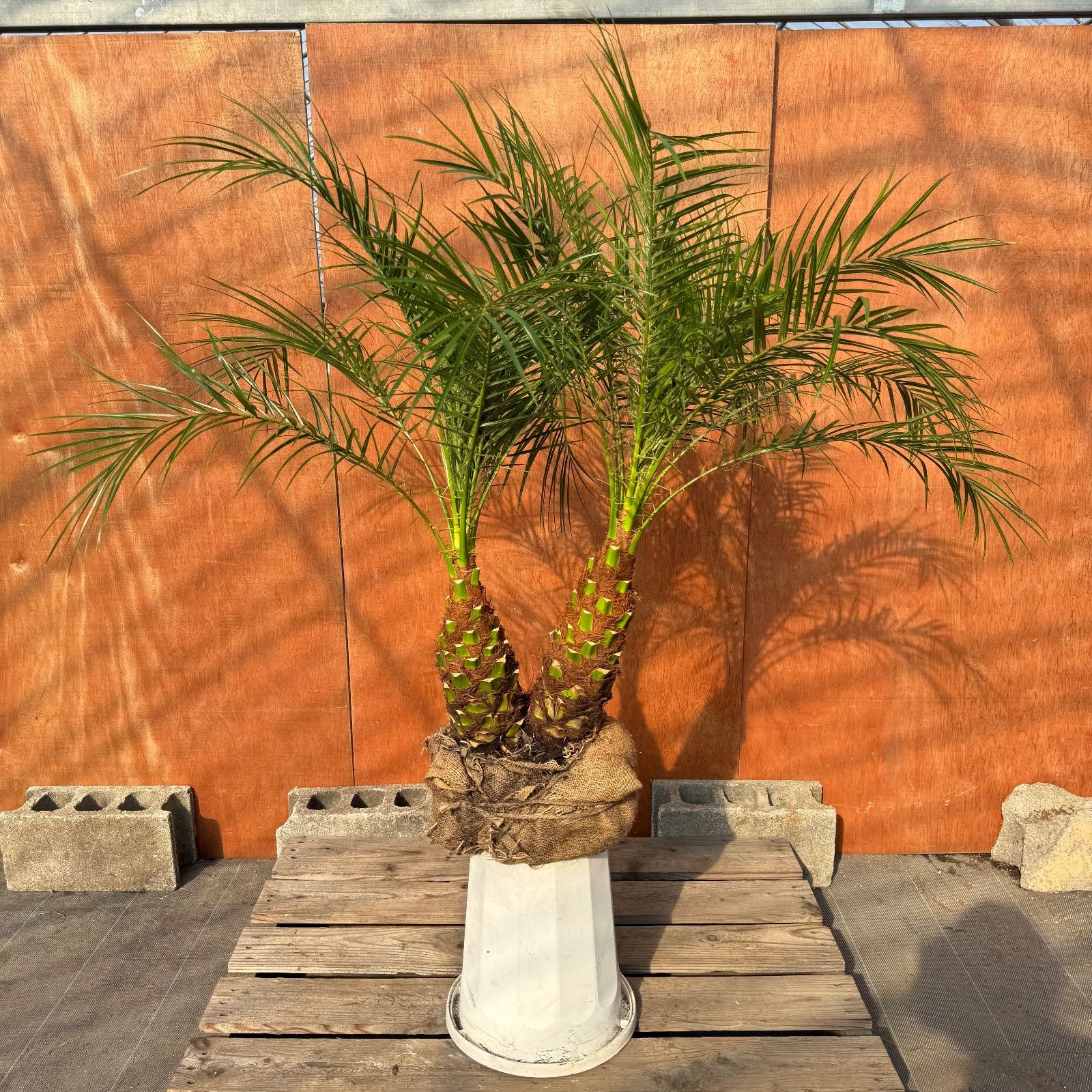 限定株】フェニックス・ロベレニー🌴 2本立ち 希少な極太幹✨ 葉先約