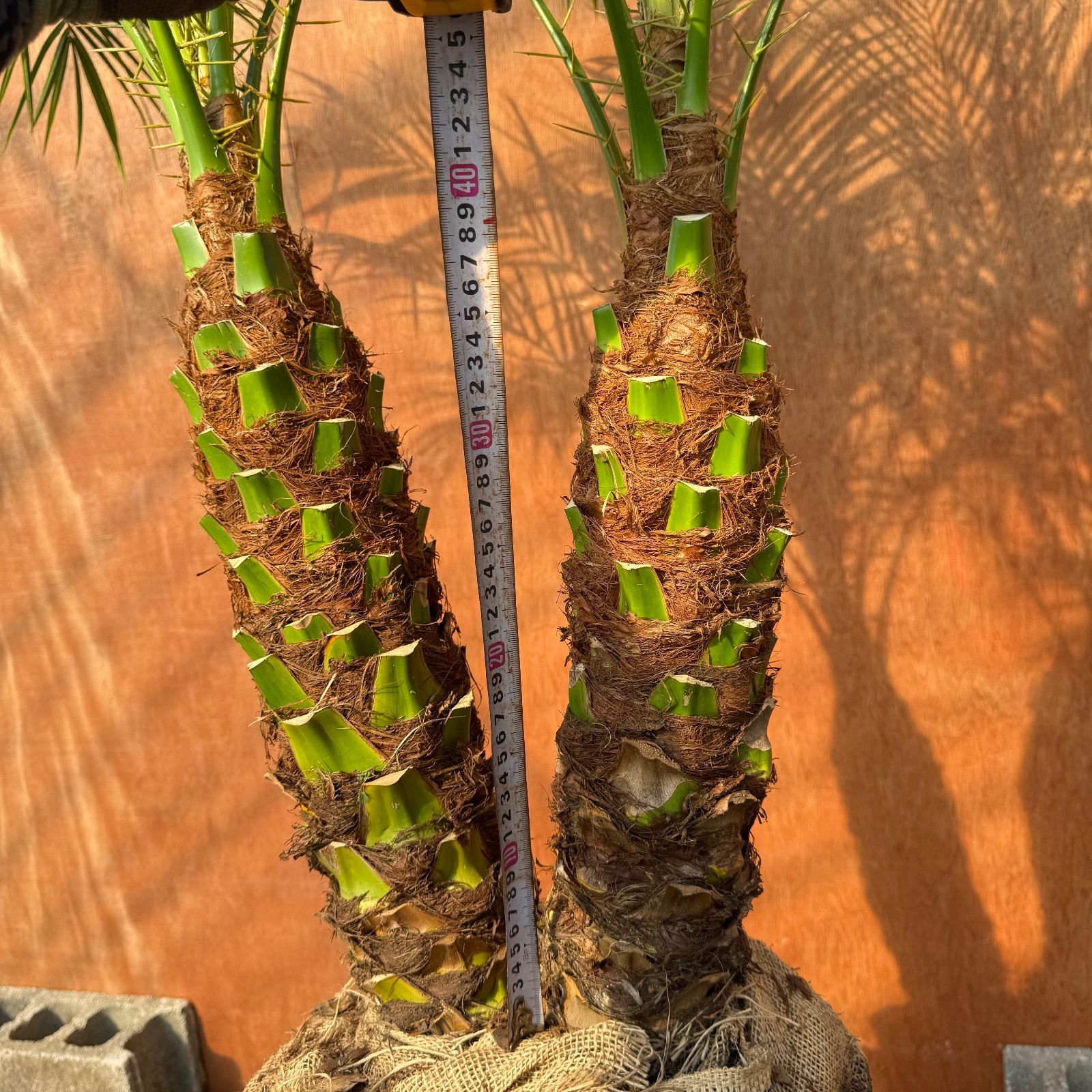 な*。様 フェニックス・ロベレニー 2本立ち 葉先100cm 希少株 な*。様 フェニックス・ロベレニー 2本立ち 葉先100cm 希少株 な*。様