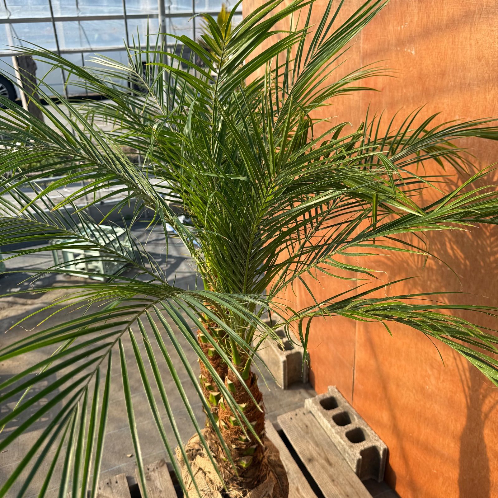 限定株】フェニックス・ロベレニー🌴 2本立ち 希少な極太幹✨ 葉先約