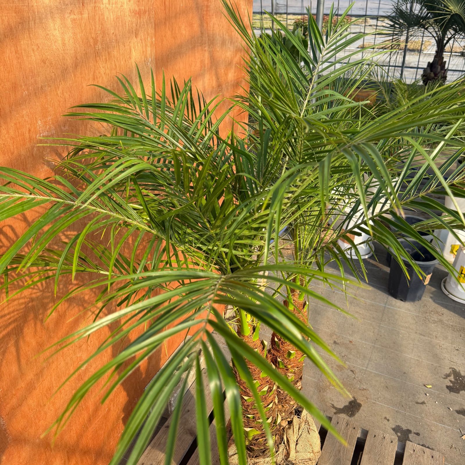 限定株】フェニックス・ロベレニー🌴 2本立ち 希少な極太幹✨ 葉先約