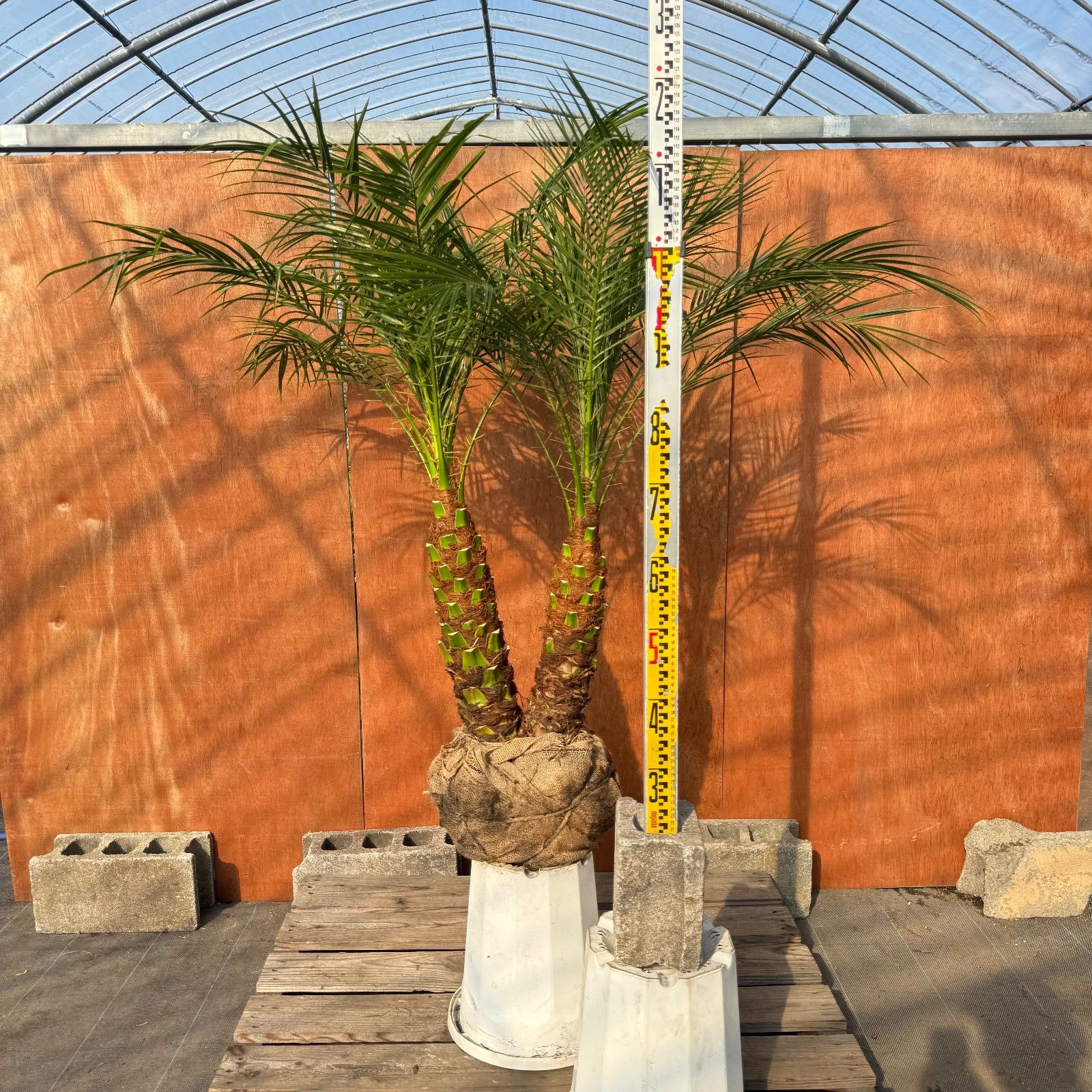 限定株】フェニックス・ロベレニー🌴 2本立ち 希少な極太幹✨ 葉先約