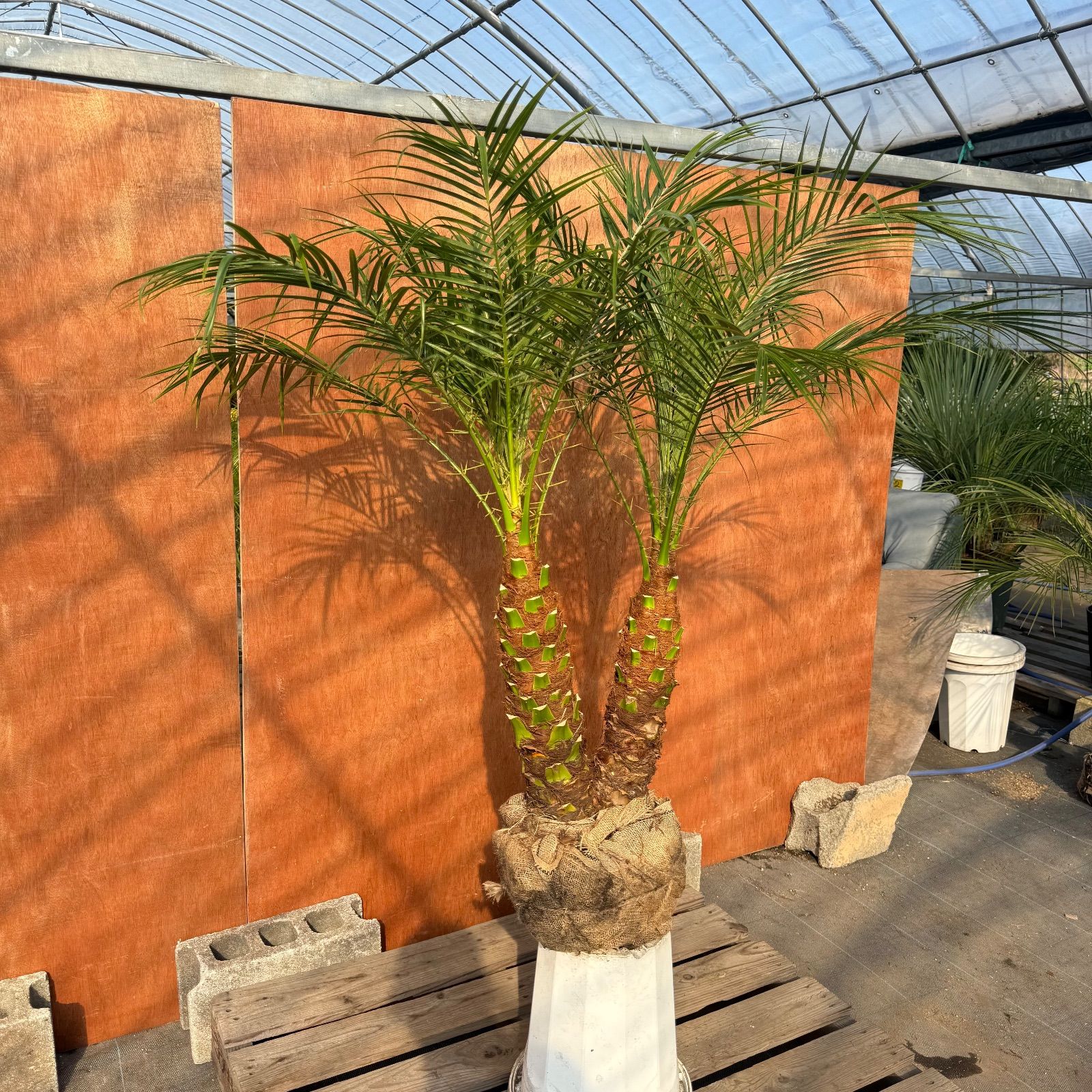 限定株】フェニックス・ロベレニー🌴 2本立ち 希少な極太幹✨ 葉先約