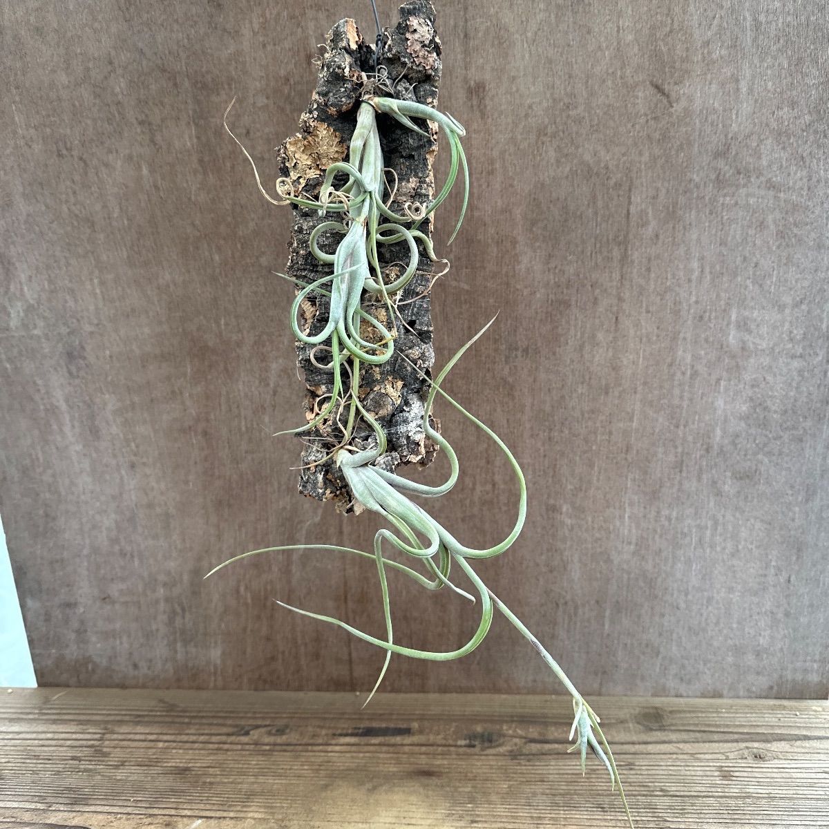 チランジア インターメディア ① コルク 現品 Tillandsia intermedia