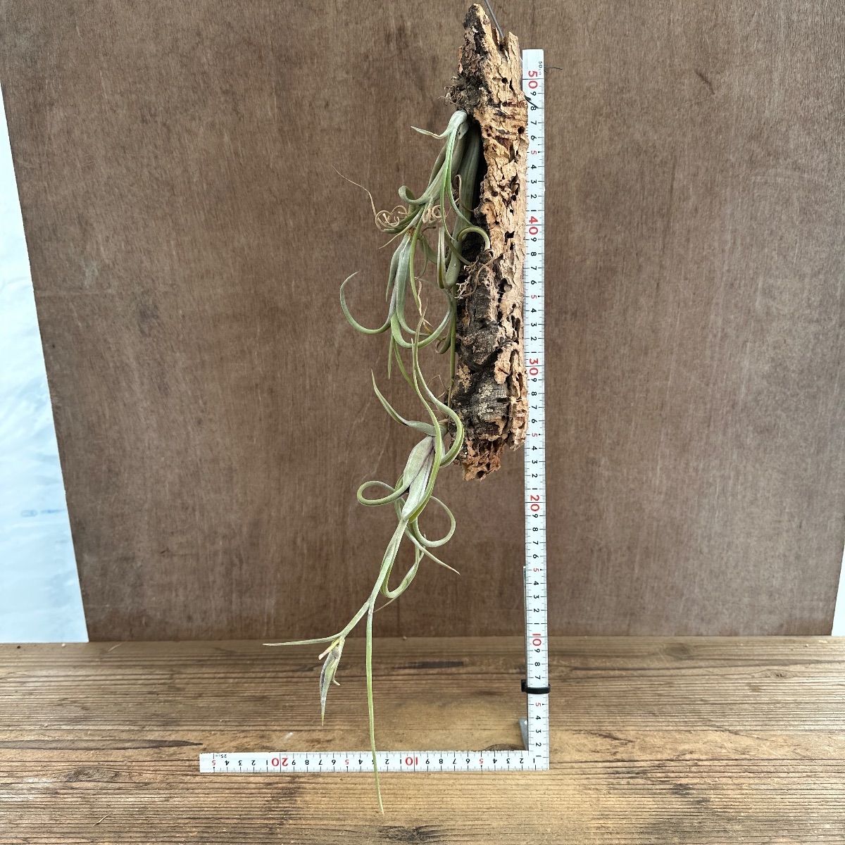 チランジア インターメディア ① コルク 現品 Tillandsia intermedia