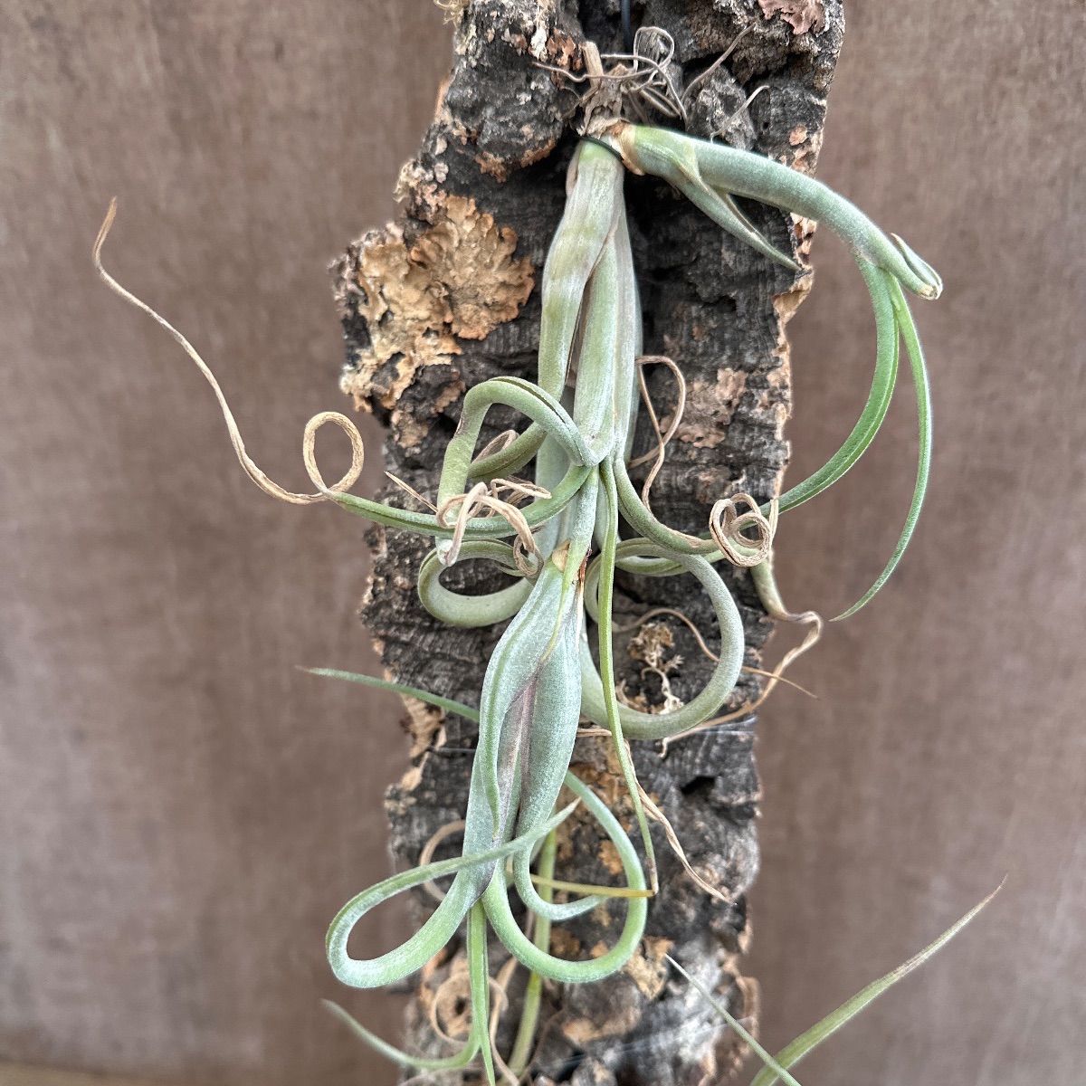 チランジア インターメディア ① コルク 現品 Tillandsia intermedia