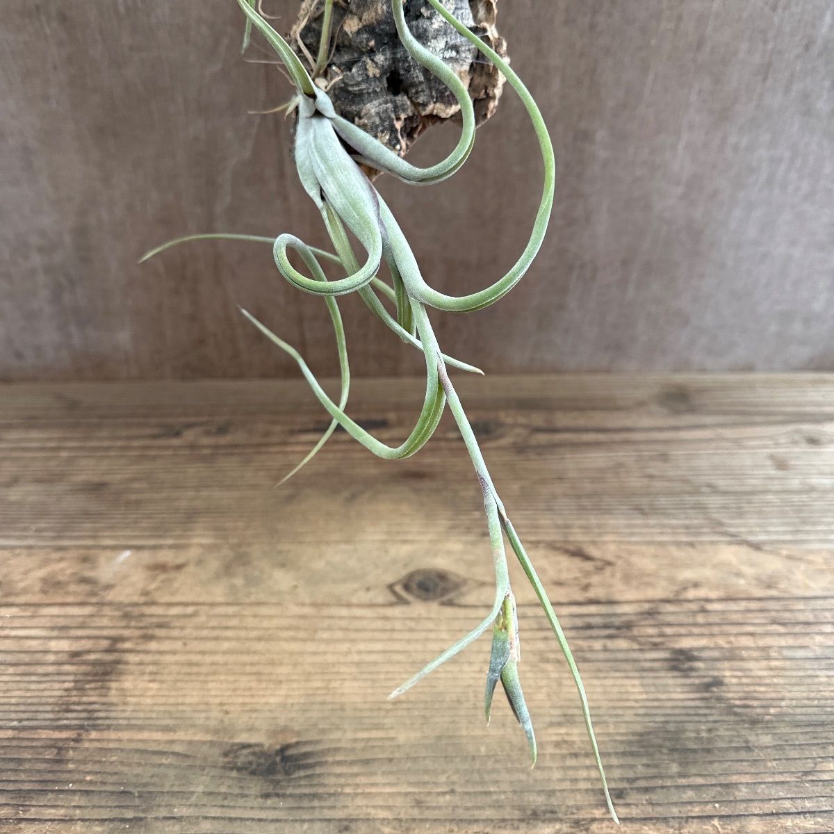 チランジア インターメディア ① コルク 現品 Tillandsia intermedia