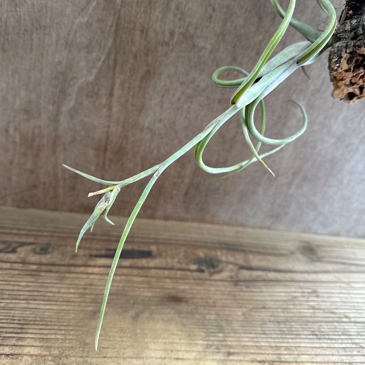チランジア インターメディア ① コルク 現品 Tillandsia intermedia