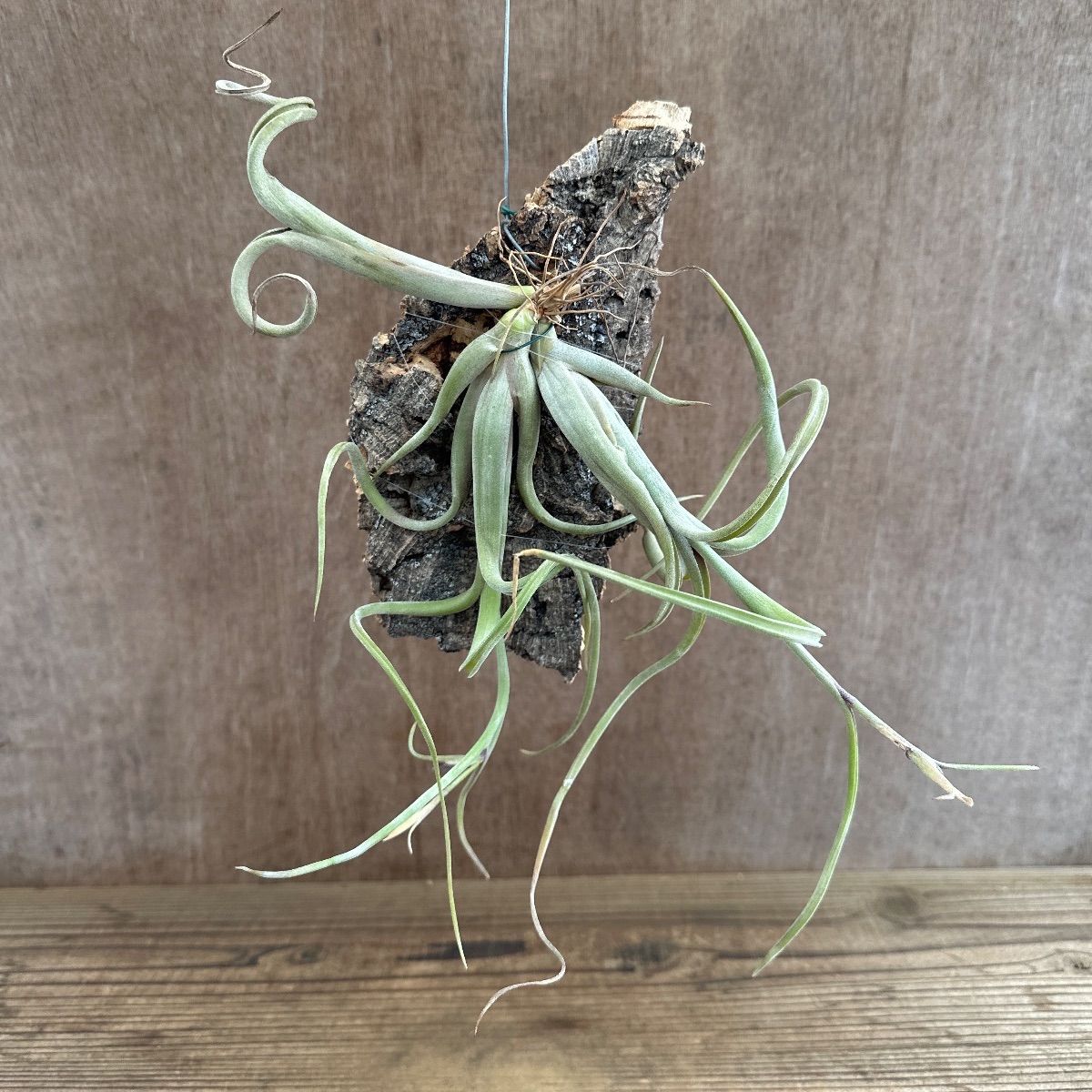 チランジア インターメディア ③ コルク小 現品 Tillandsia intermedia