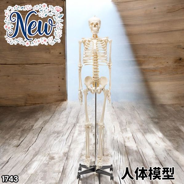 1743 全身 人体 模型 170cm 神経根有り 全身 骨格 標本 骸骨 人骨