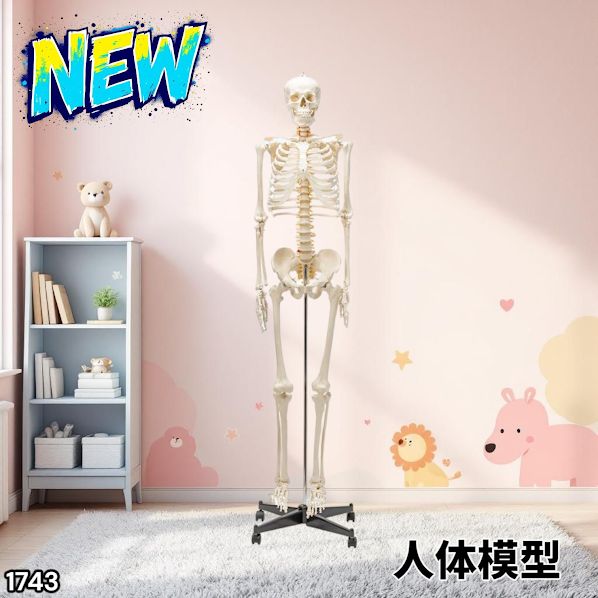 1743 全身 人体 模型 170cm 神経根有り 全身 骨格 標本 骸骨 人骨