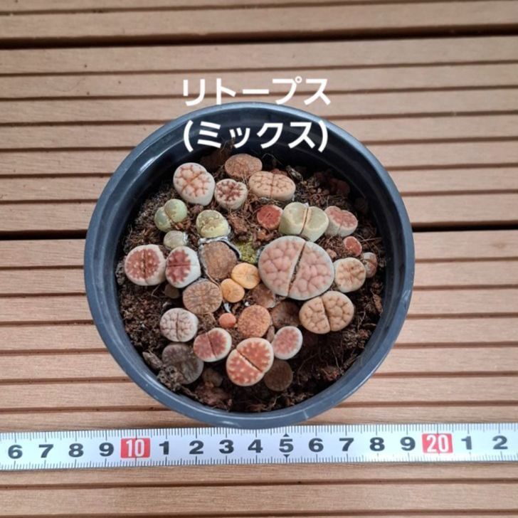 多肉植物『リトープス』セット① 抜き苗 - メルカリ