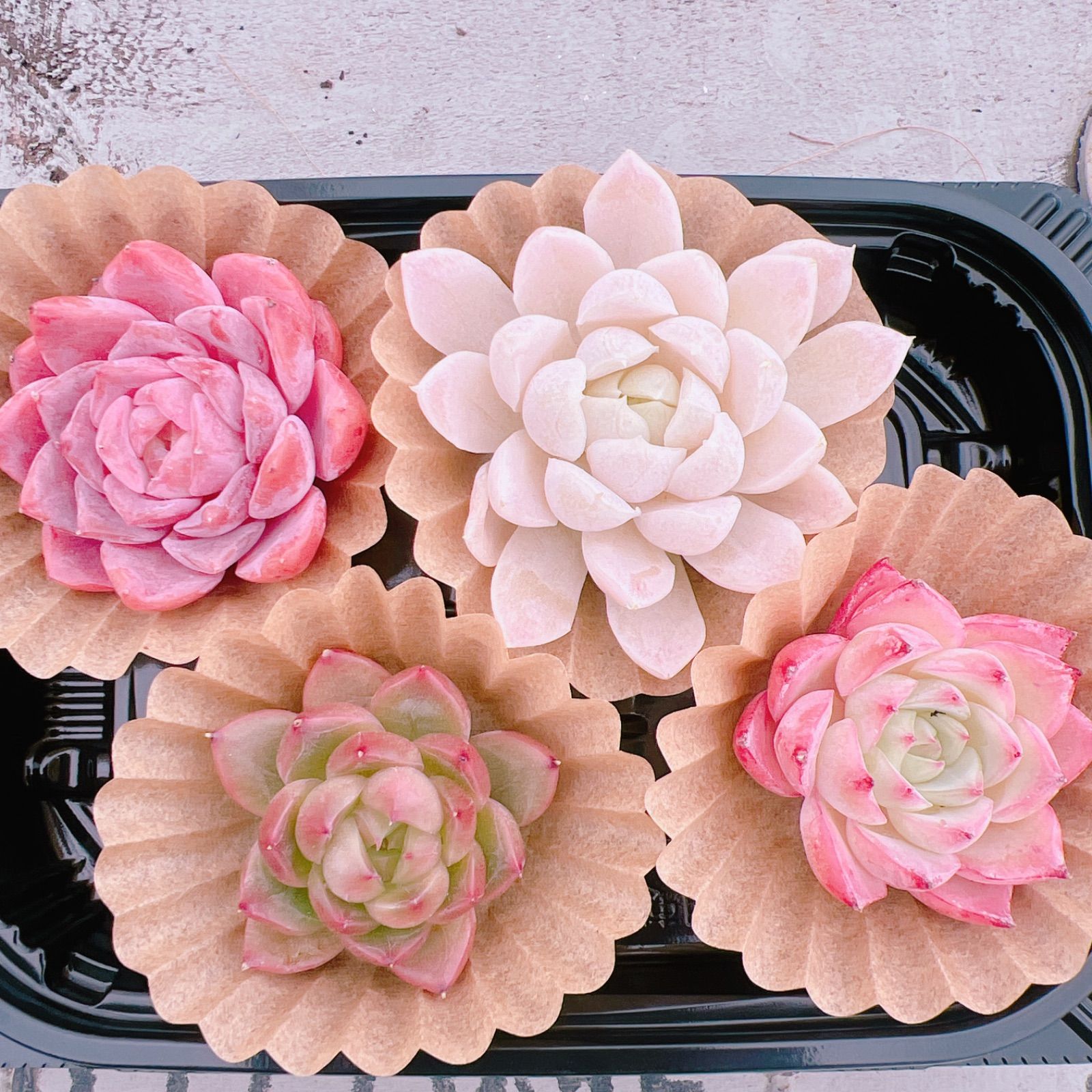 ⚠️花苗状態ご確認を⚠️プロフ確認さま専用 ふみ様専用 - メルカリ