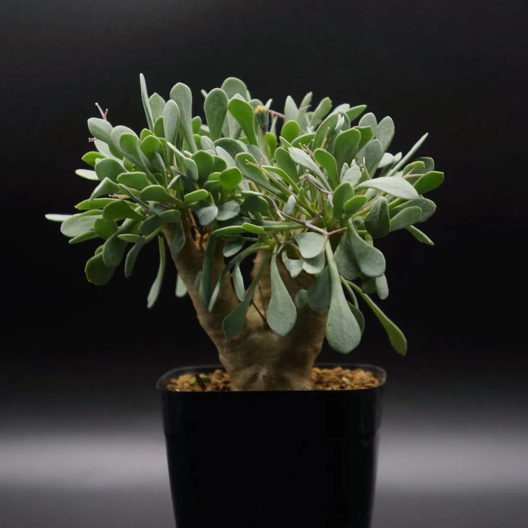 オトンナ ユーフォルビオイデス 黒鬼城 - メルカリ