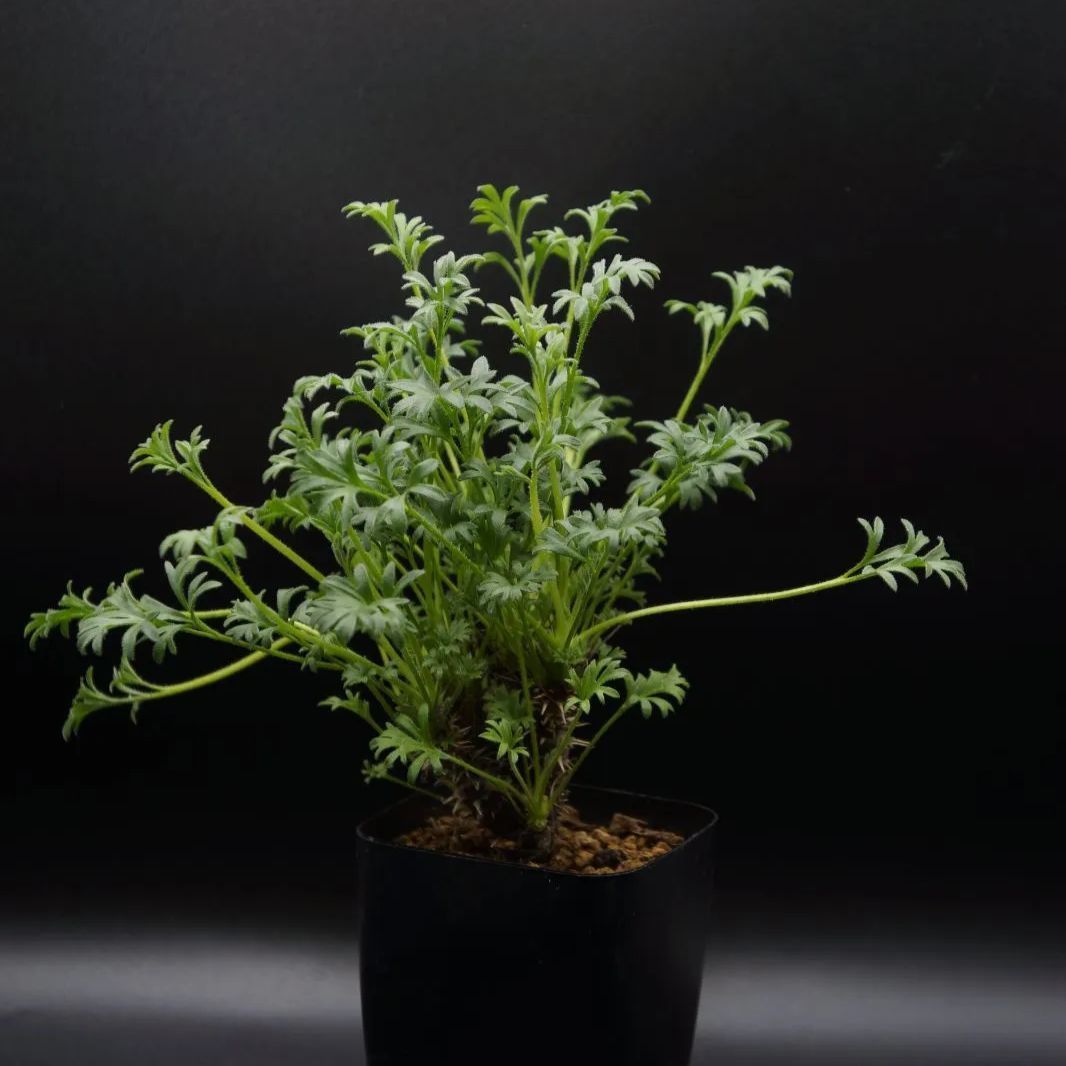 ペラルゴニウム ヒストリクス ペラルゴニウム ヒストリクス ペラルゴニウム ヒストリクス