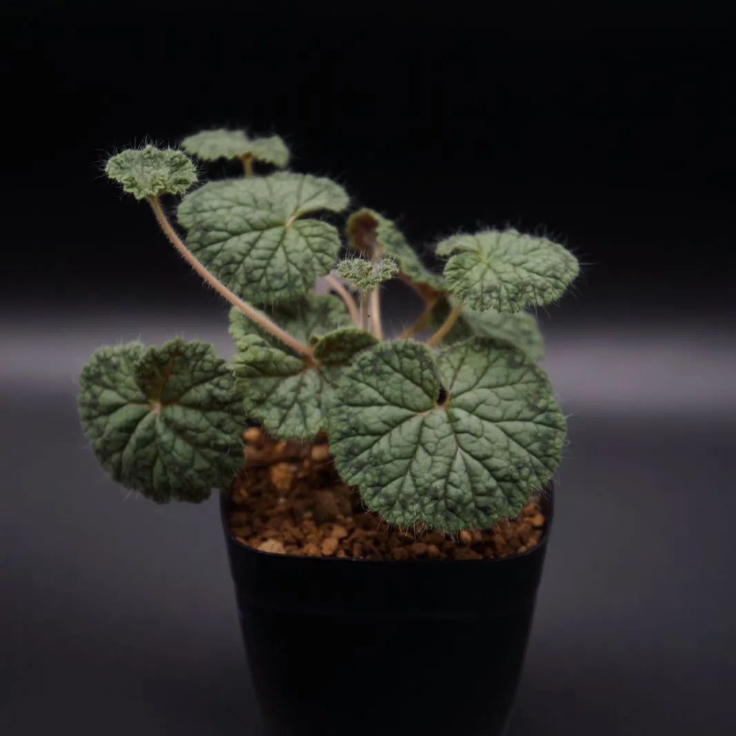 ペラルゴニウム バークリー - メルカリ