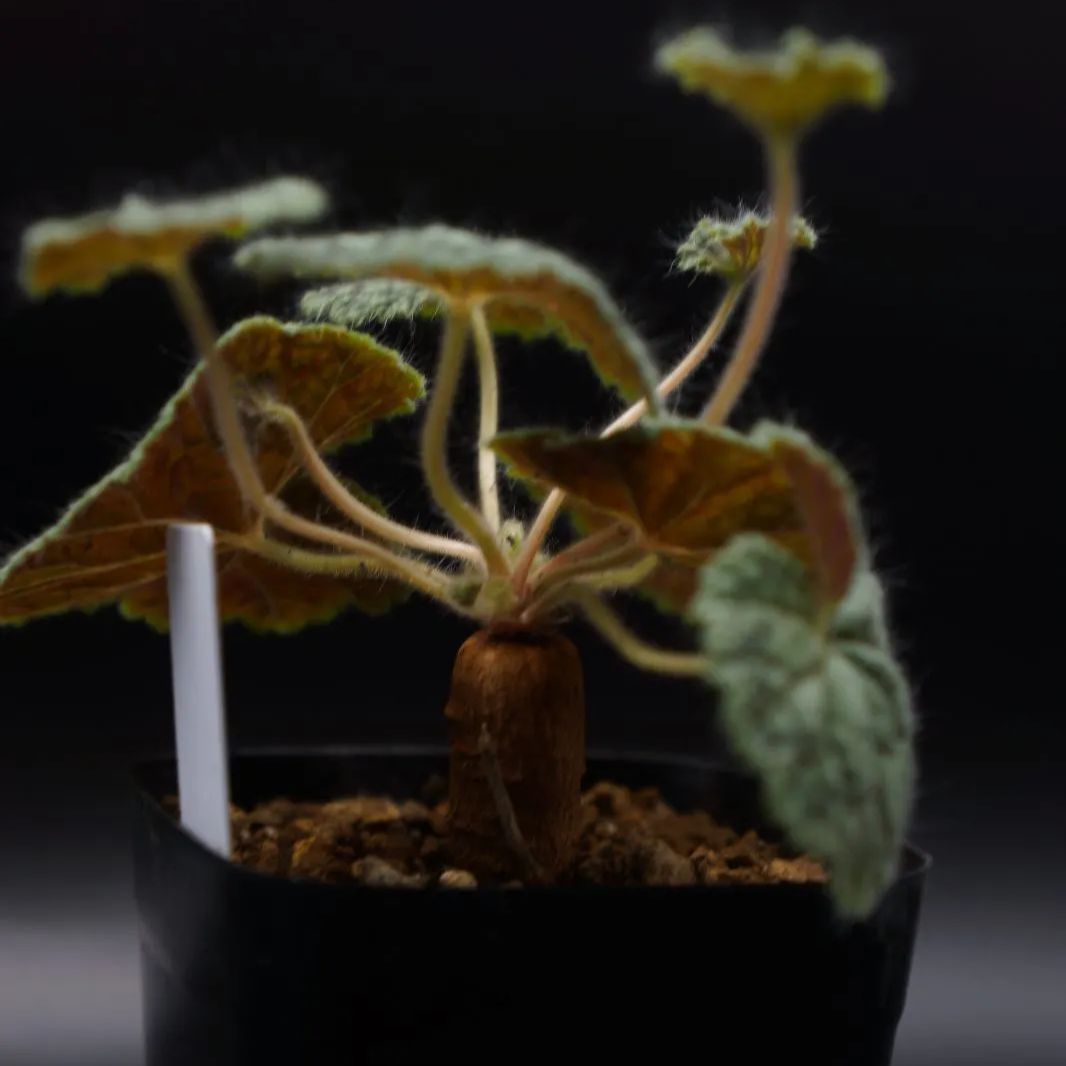 ペラルゴニウム バークリー - メルカリ