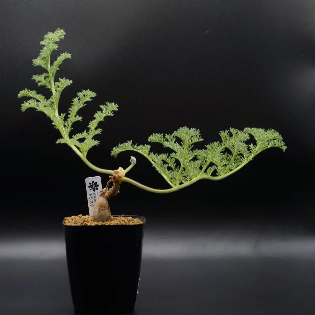 ペラルゴニウム トリステ - メルカリ