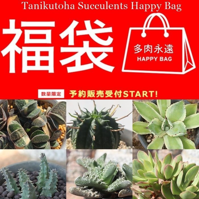 多肉植物 1万円 2026 福袋 クール系多肉植物 14種 1/8から発送 送料