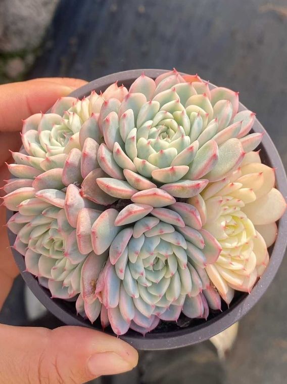 22#多肉植物アエオニウム錦❤️雪姫❤️1大頭3-5子芽18cm 拔き苗 22#多肉植物アエオニウム錦❤️雪姫❤️1大頭3-5子芽18cm