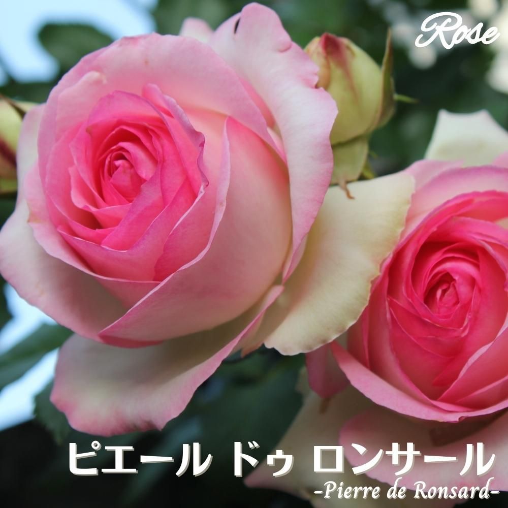バラ苗 ピエールドゥロンサール 2年生大苗 接木苗 ＼8号鉢仕様／ ◇CL