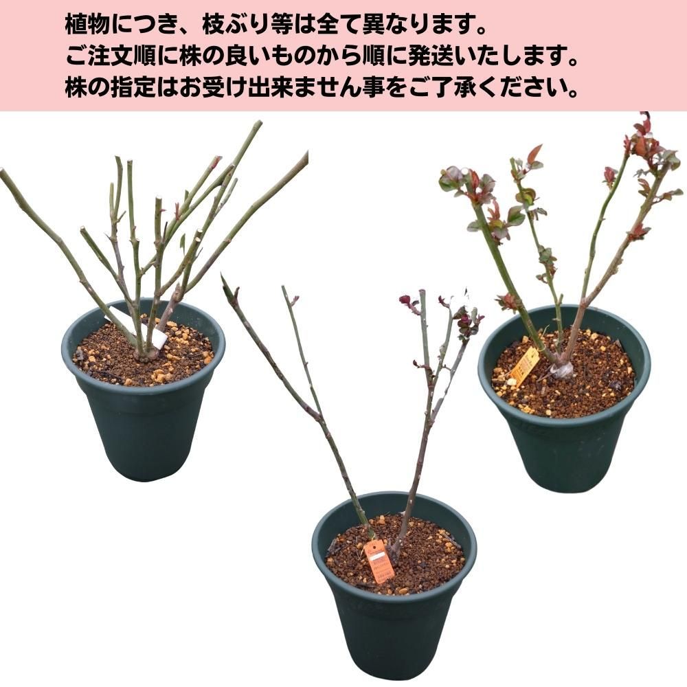 バラ苗 ピエールドゥロンサール 2年生大苗 接木苗 ＼8号鉢仕様／ ◇CL