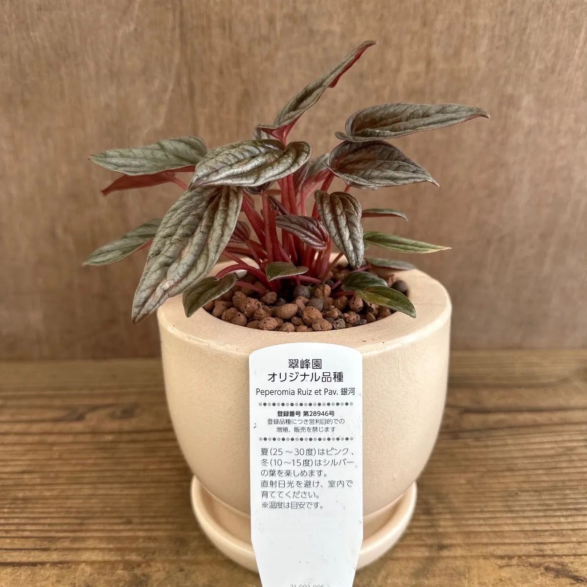 ペペロミアカペラータ銀河 陶器鉢 現品 Peperomia Ruiz et Pav.銀河