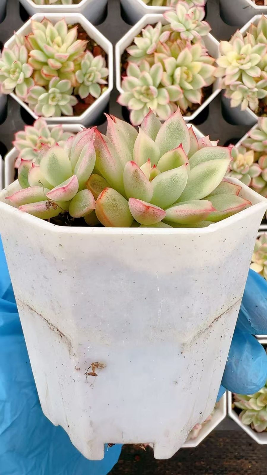 発売中 女雛錦 50株 抜き苗 美苗 エケベリア 多肉植物 佐川発送 YP4