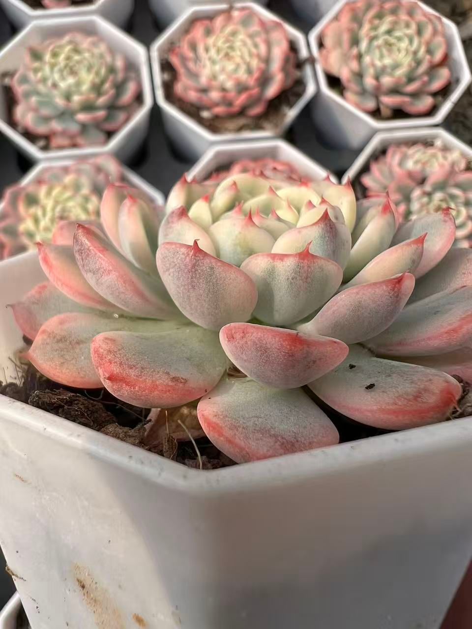 発売中 ブルミニマ錦 50株 抜き苗 美苗 エケベリア 多肉植物 佐川発送