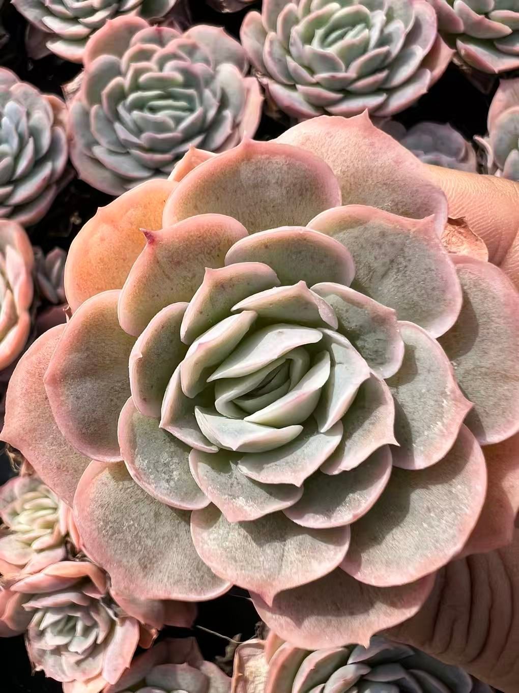 [希少]ラブリーボンボン　３番　カット　多肉　ゆうパケットポスト又はmini発送 希少]ラブリーボンボン 3番 カット 多肉 ゆうパケットポスト又はmini発送