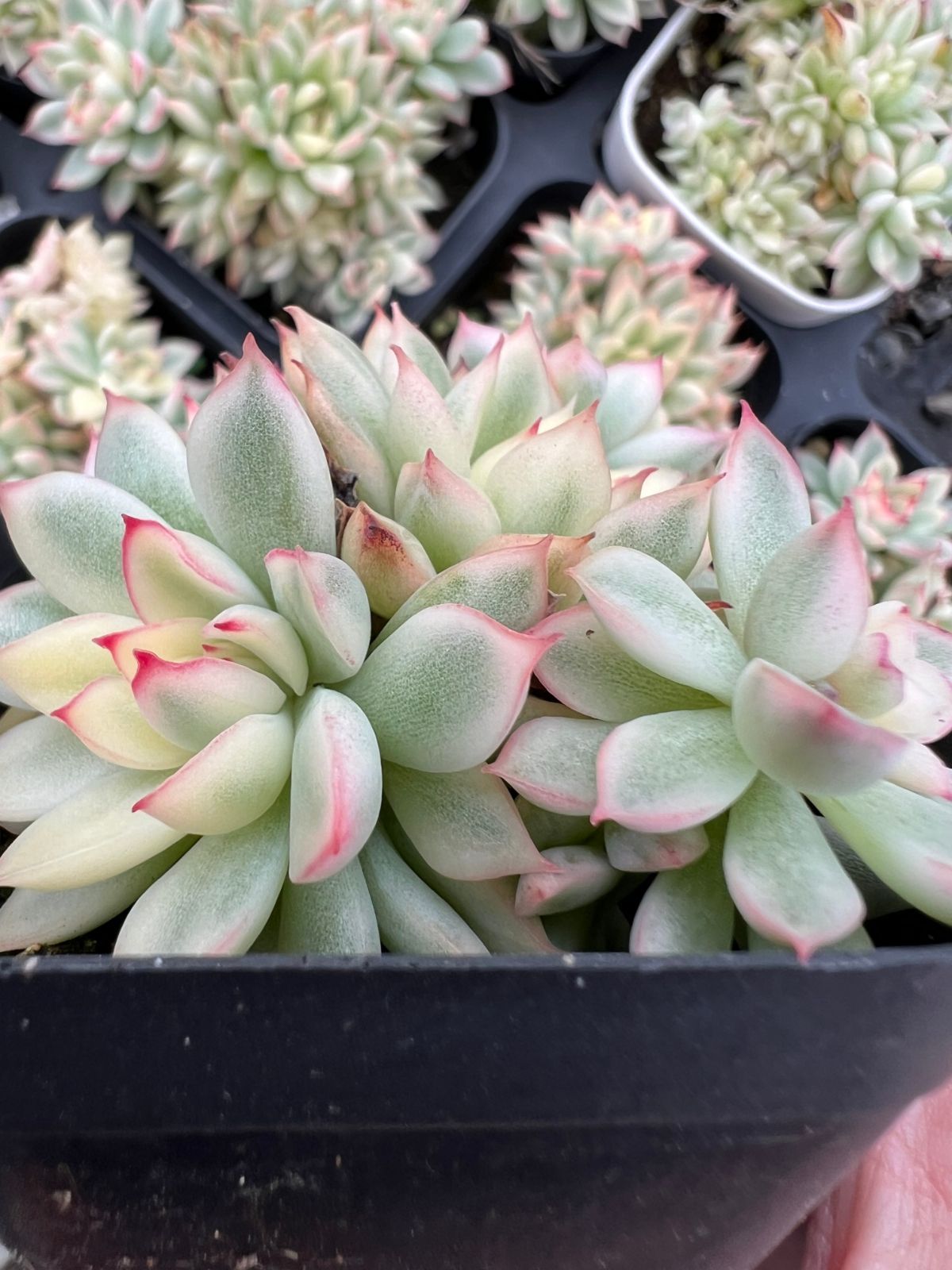 発売中 女雛錦 50株 抜き苗 美苗 エケベリア 多肉植物 佐川発送 YP155