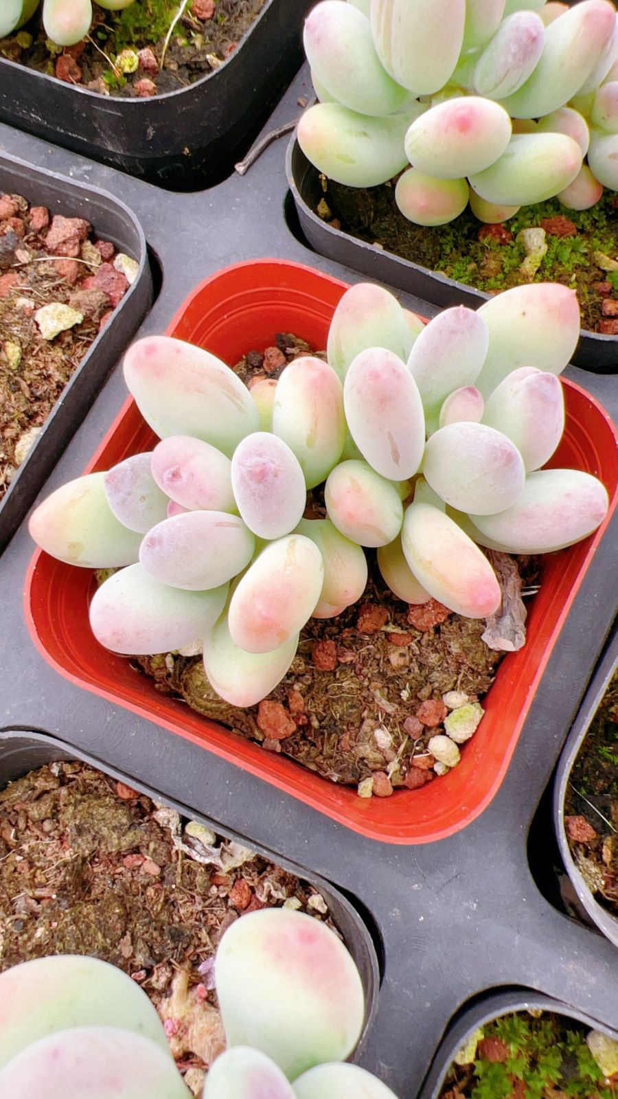 観葉植物 発売中 アップルミルク 50株 抜き苗 美苗 エケベリア 多肉 