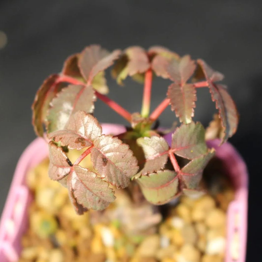 Beiselia mexicana /ベイセリア メキシカーナ 信州実生③ - メルカリ