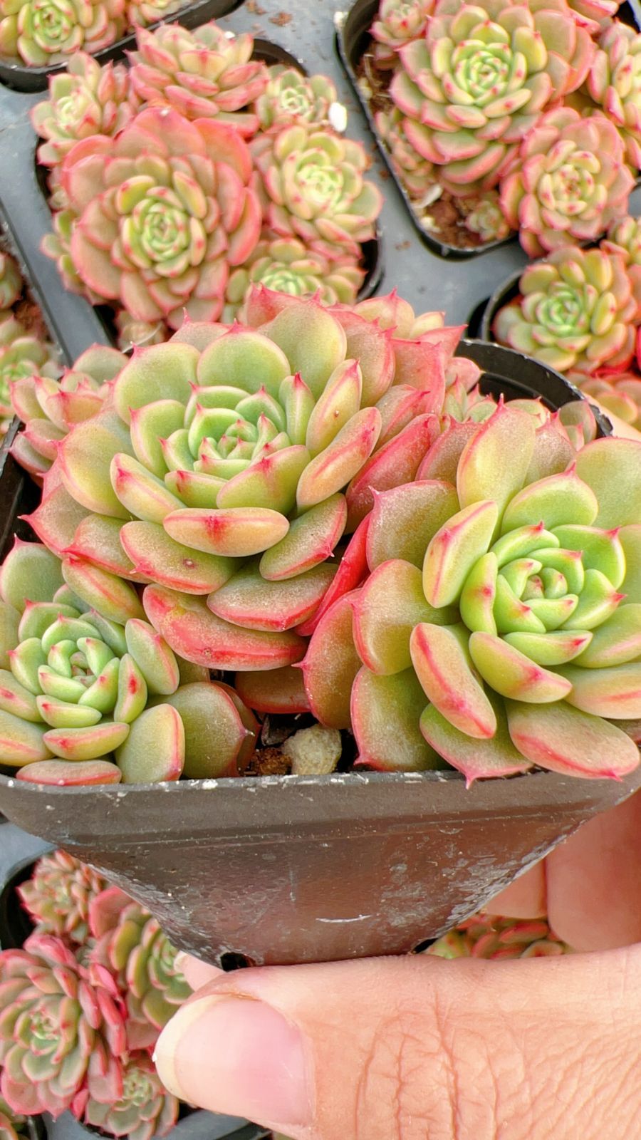 発売中 ピンクベビー 50株 抜き苗 美苗 エケベリア 多肉植物 佐川発送