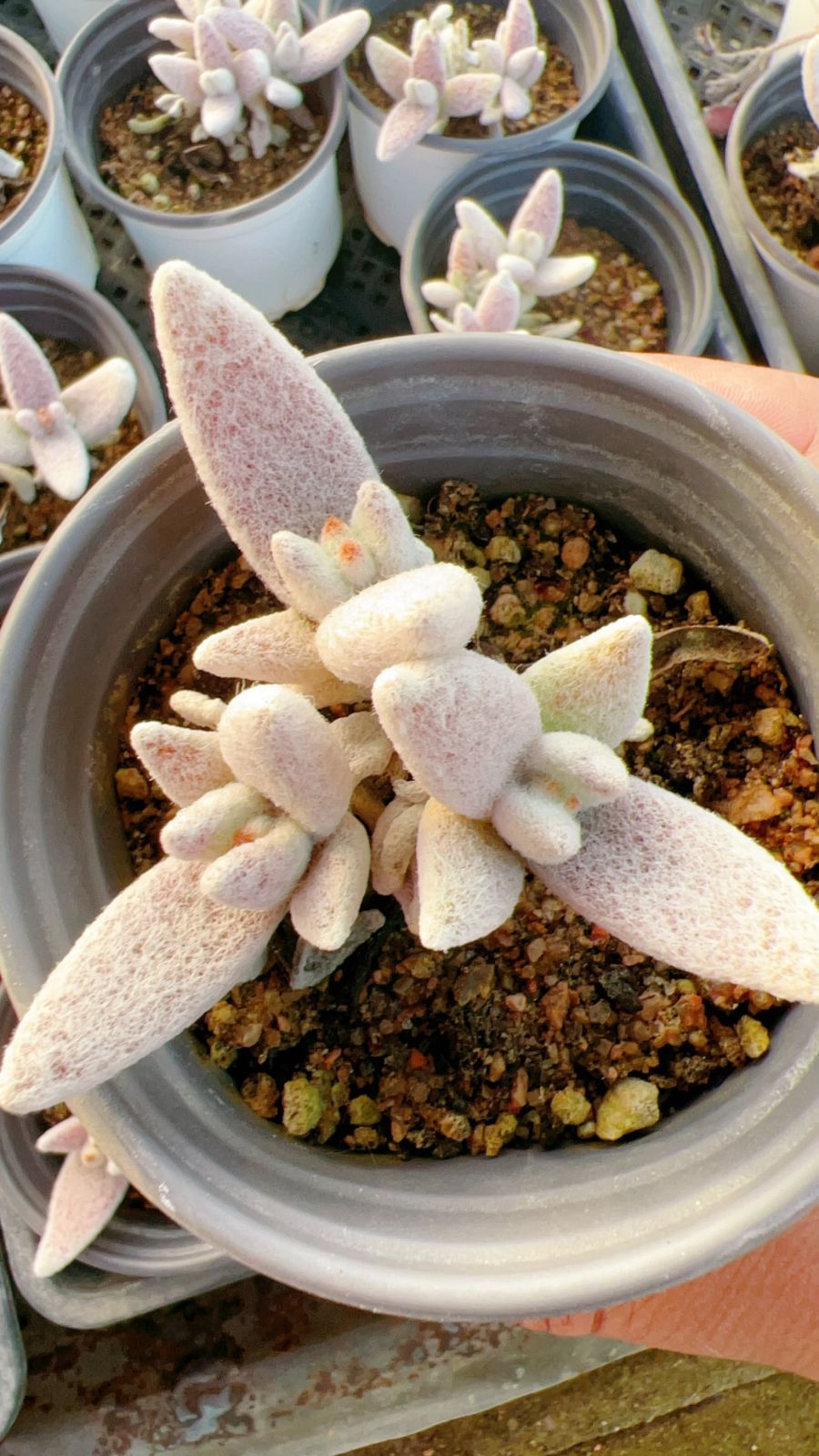 ウスダリンゼアナ 実生 札付き エケベリア 多肉植物 抜き苗 迅速発送 発売中 ゲットジ 18株 抜き苗 美苗 エケベリア 多肉植物 佐川発送