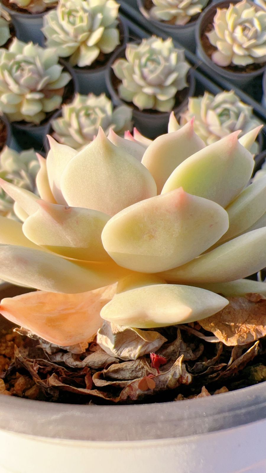 ①多肉植物【ルナレン】抜き苗　　エケベリア 発売中 ルナレン 18株 抜き苗 美苗 エケベリア 多肉植物 佐川発送