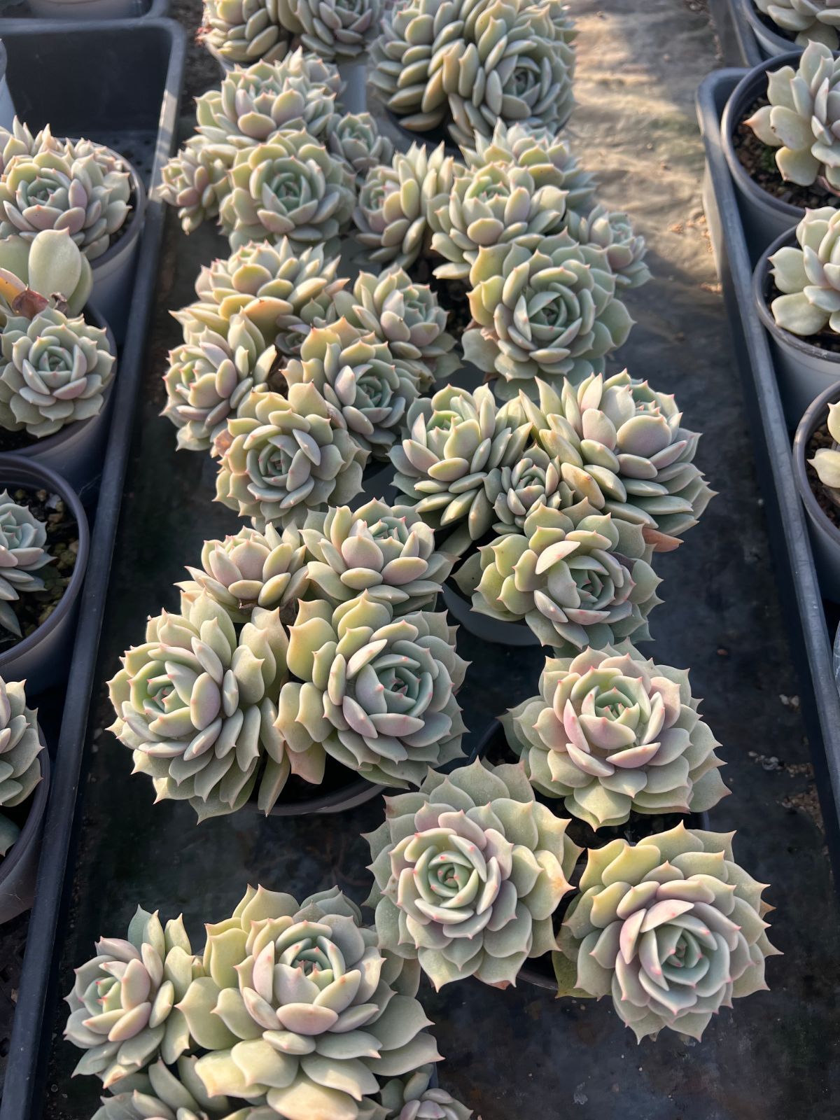 発売中 ルナレン群生 18株 抜き苗 美苗 エケベリア 多肉植物 佐川発送